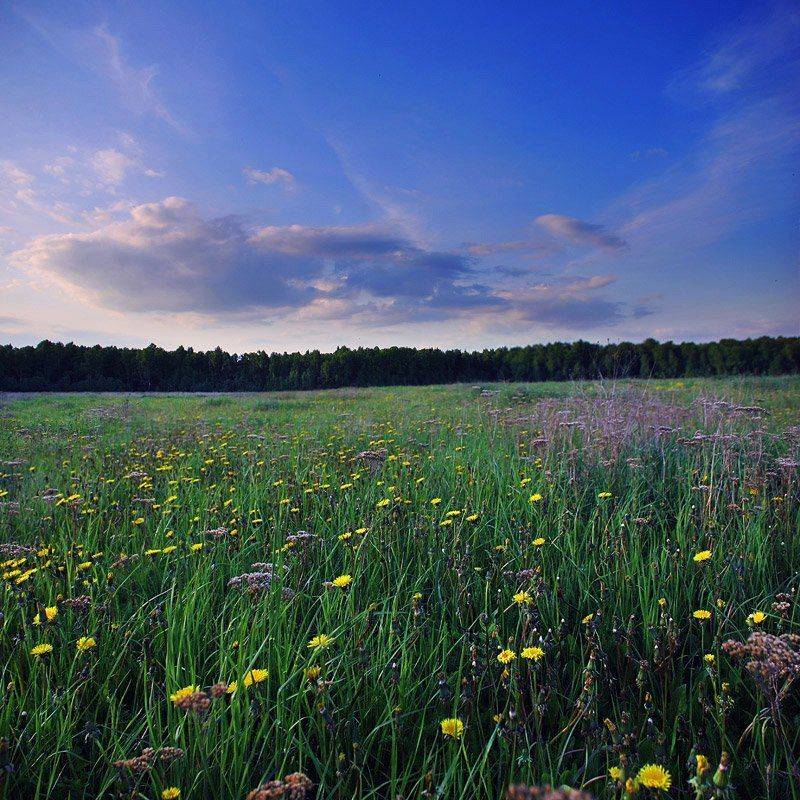 Автор: Игорь Тарбеев поле, одуванчики, tarbeev, Игорь Тарбеев