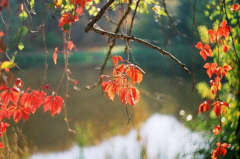 листья у рекиphoto preview