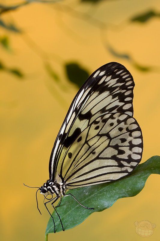бабчока, макро, дом бабочек Вспоминая свой дом ... фото превью