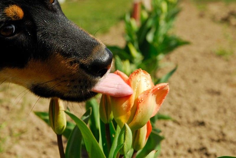 ...из жизни бабочек...photo preview