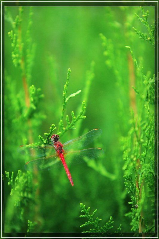 стрекоза Краски летаphoto preview