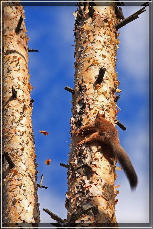 сосна, белка Скалолазкаphoto preview