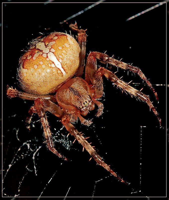 Крестоносецphoto preview