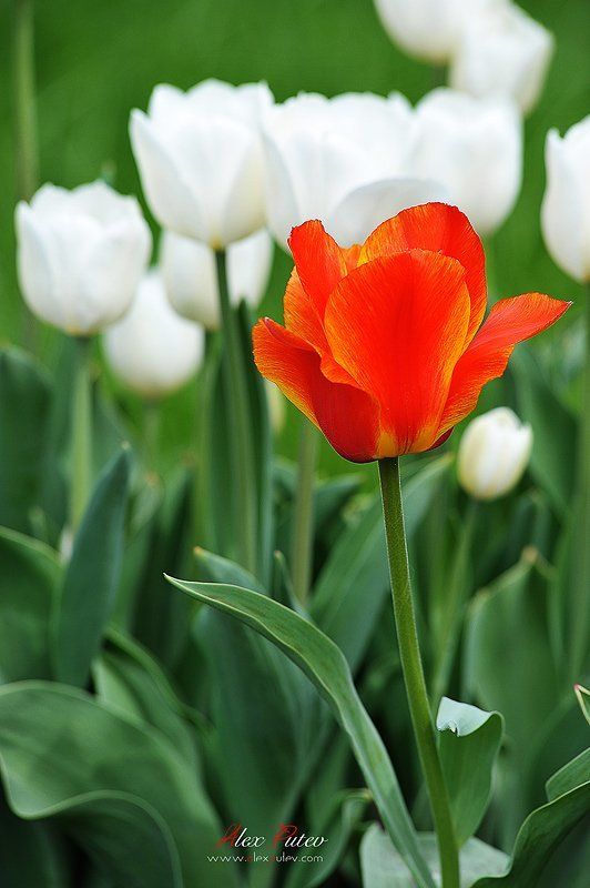 просто,для,души,тюльпаны И один в поле воинphoto preview