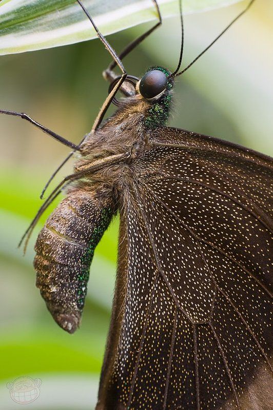 бабочка, макро, дом бабочек Интимные подробности фото превью