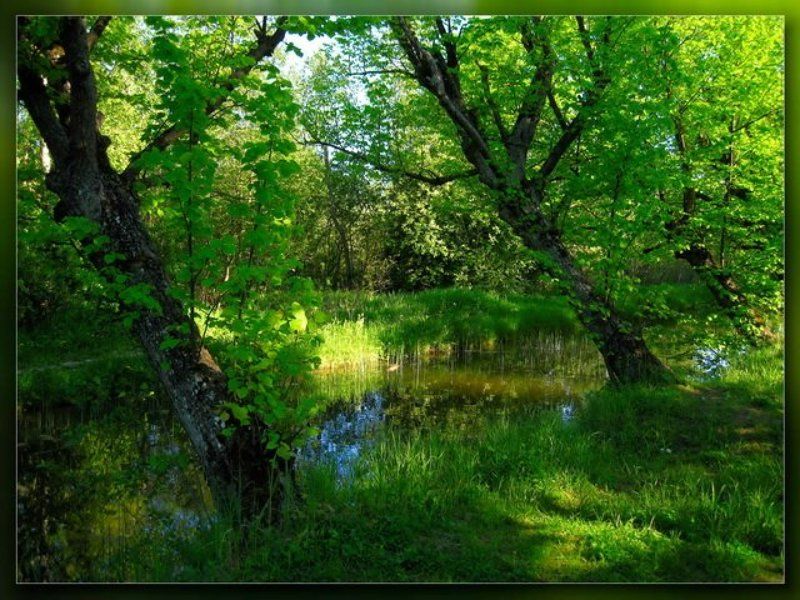 петергоф,ручей Канавка #1photo preview