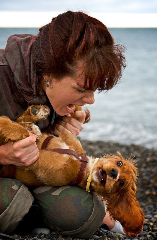 собака, море, портрет Я сказала: «СИДЕЕЕЕТЬ!!!» фото превью