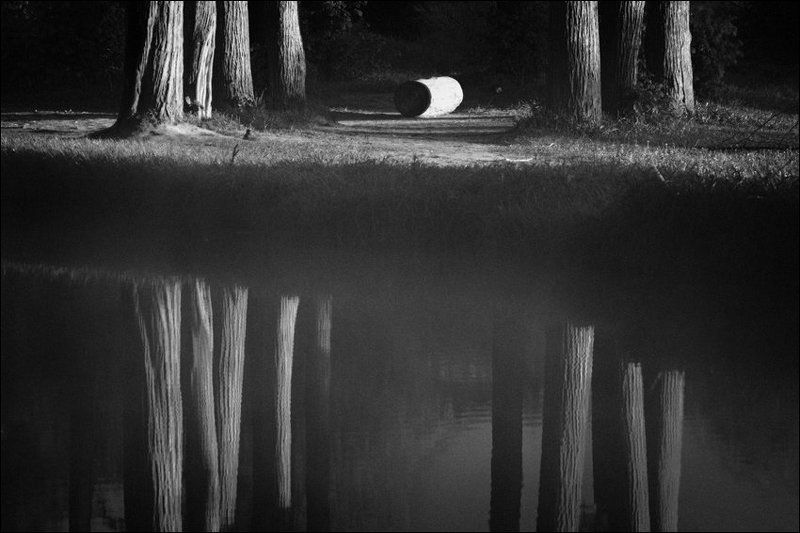 ЧБ утренняя картинка с бревном и отражением среди лип у середниковского прудаphoto preview