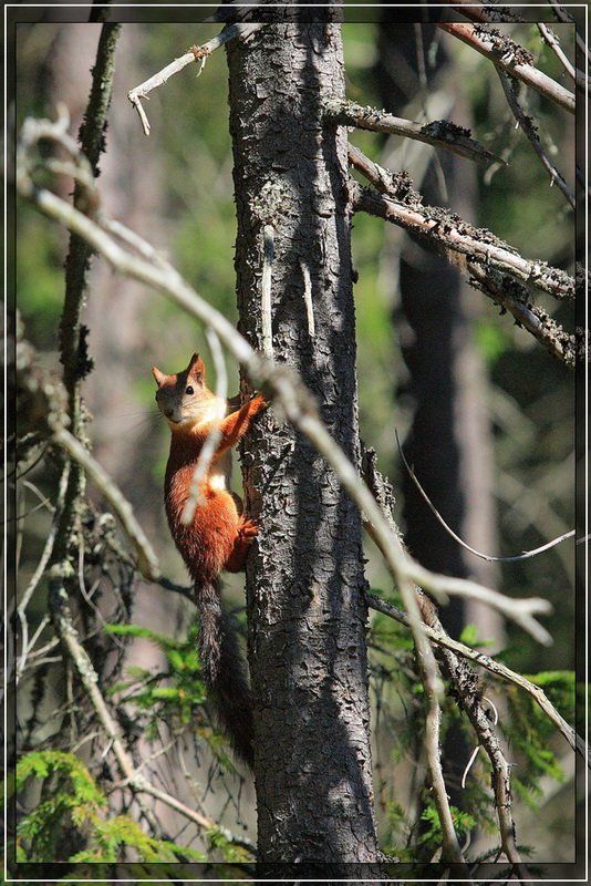 лес, белка Красоткаphoto preview