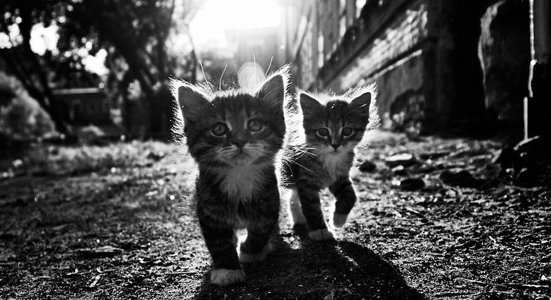 *Бродяги*photo preview