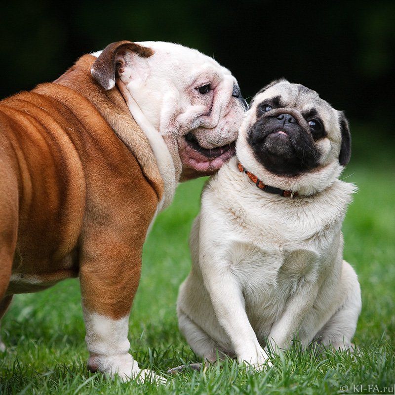 На ушкоphoto preview