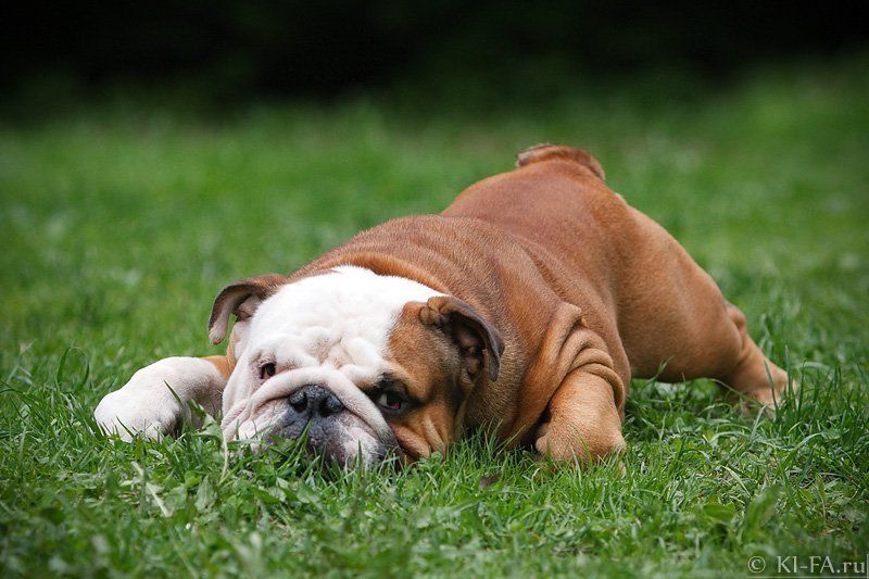 Плюшевыйphoto preview