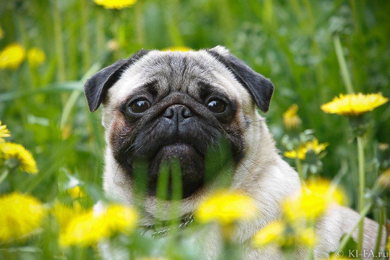 Одуваныphoto preview