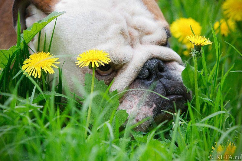 Грозный взглядphoto preview