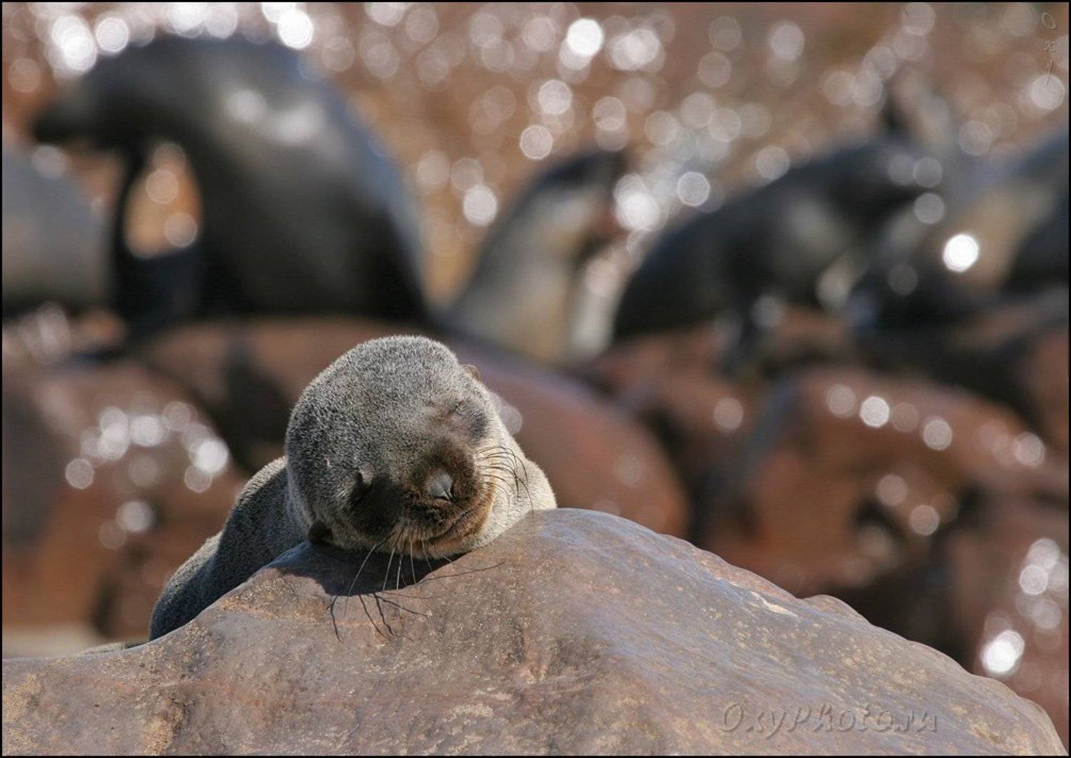 Детские сны.... Автор: Оксана Борц africa, arktocephalus pusillus, namibia, travel, африка, животные, котик морской южный, котик, Оксана Борц