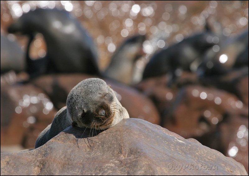 africa, arktocephalus pusillus, namibia, travel, африка, животные, котик морской южный, котик Детские сны...photo preview