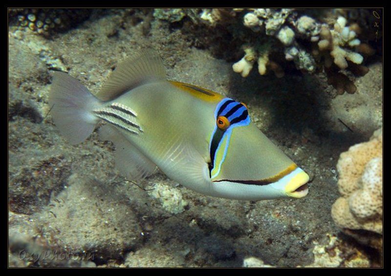 ринекант пикассо, rhinecanthus assasi, дахаб, dahab, красное море, red sea, залив акаба, gulf akaba, подводная съемка В шапочке и очках для плавания...photo preview