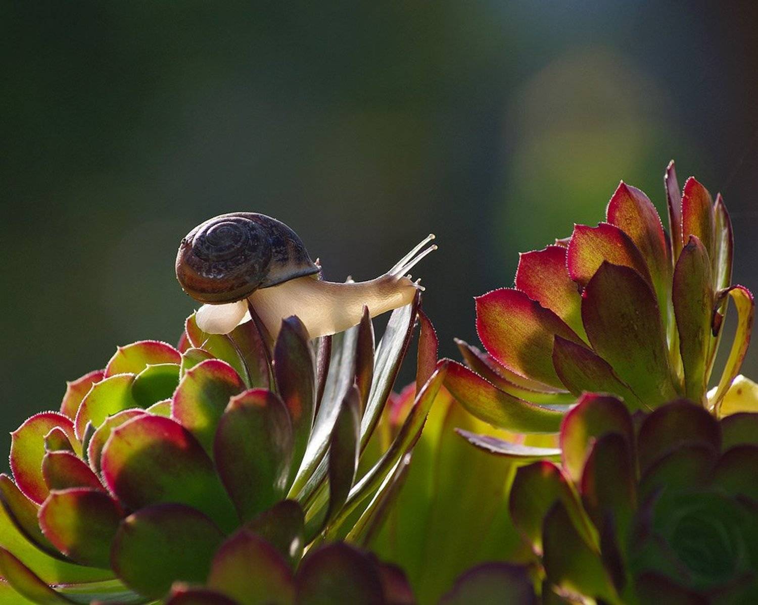 , Андрей Веретенников