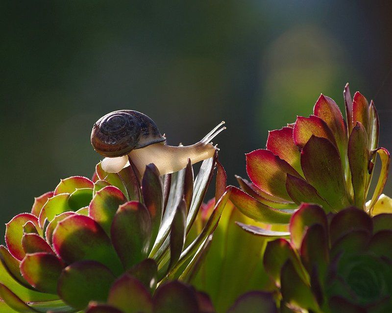 Улитка и Артишокphoto preview