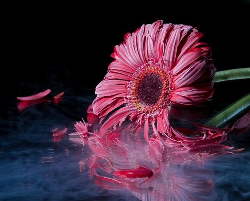 гербера,  азот,  цветок, студия, разбился Разбилсяphoto preview