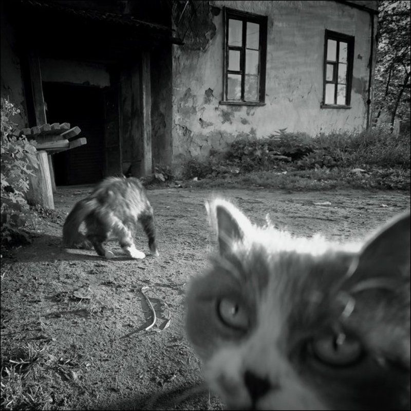 квадратная чб картинка с кошачьей мордой на ПП во дворе в Озеркахphoto preview