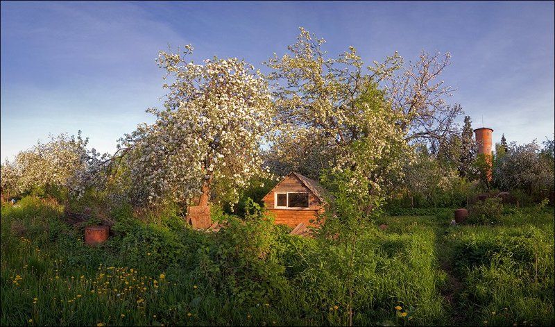 Цветная вечерняя панорамка с цветущими деревьями на огороде в Середниковоphoto preview