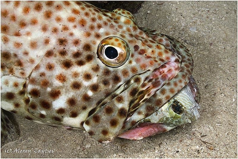 обучение, подводной, фотографии, групер, охота, фото, алексея, зайцева Хвостом вперед глотать не просто...photo preview