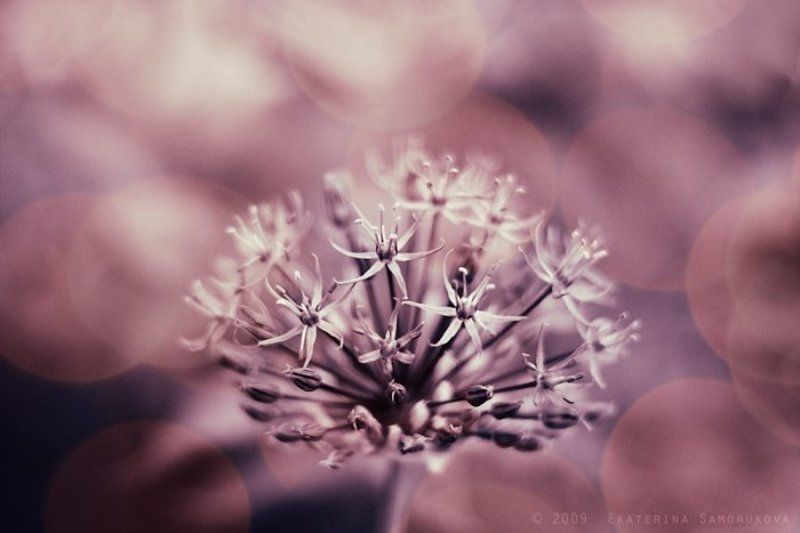 цветы звёздный цветокphoto preview