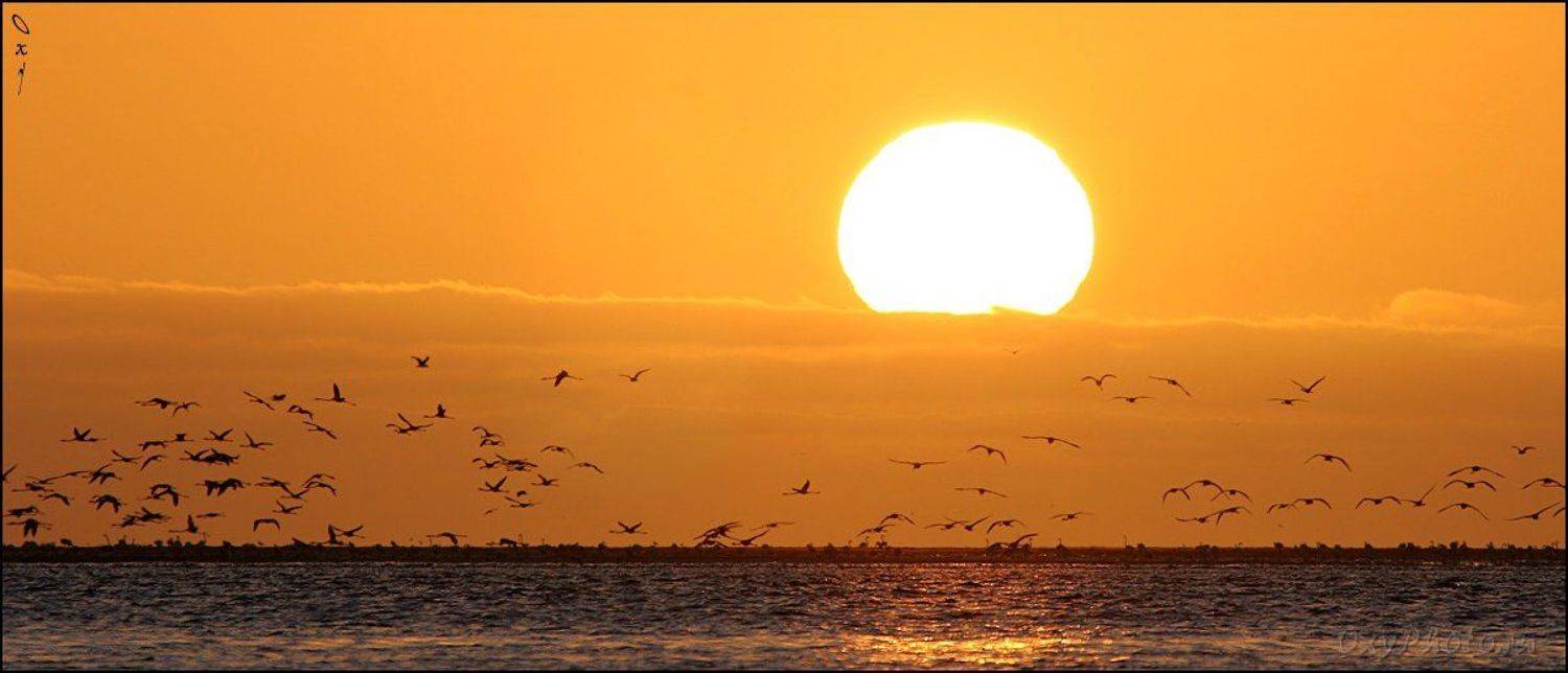 вэлвис бэй, намибия, африка, walvis bay, namibia, africa, фламинго розовый, phoenicopterus roseus, Оксана Борц