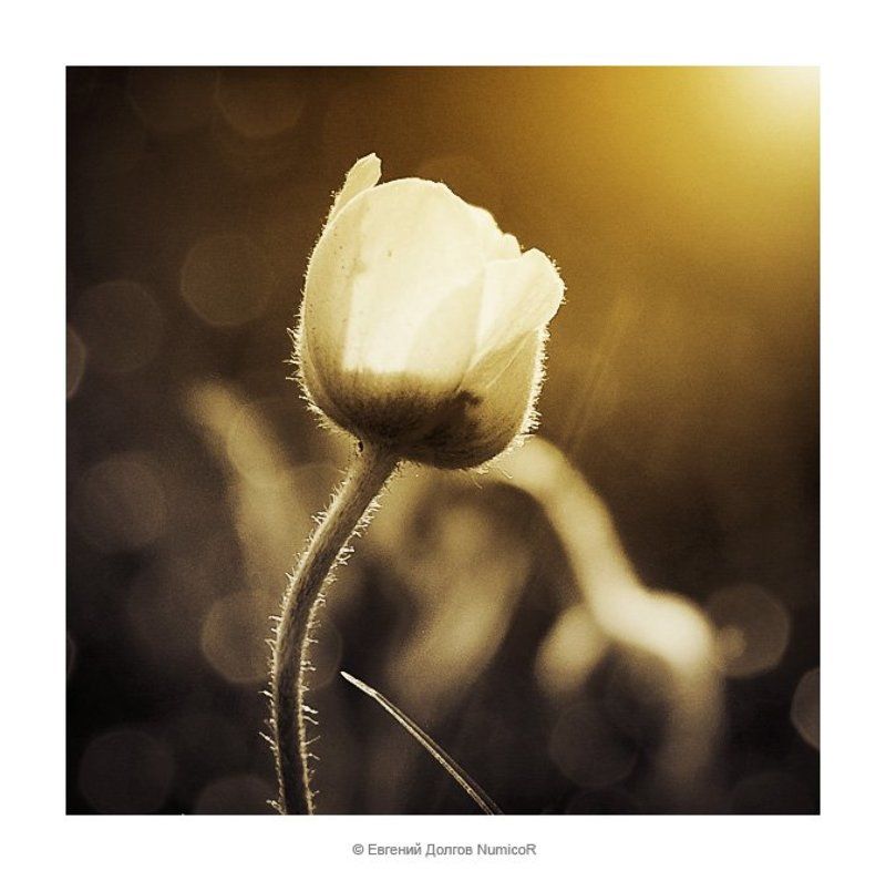 цветы, лютик, лето, вечер, закат, трава лютикphoto preview