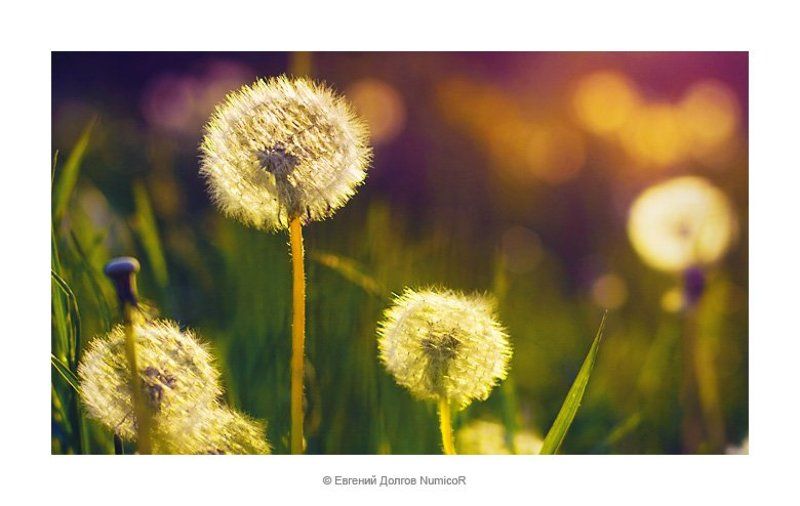 одуванчики, лето, закат, вечер, красноярск photo preview