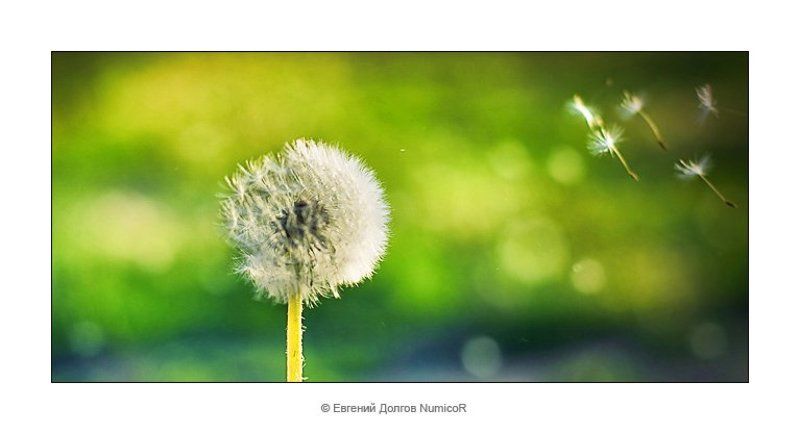 одуванчики, лето, закат, вечер, красноярск в отрыв!photo preview