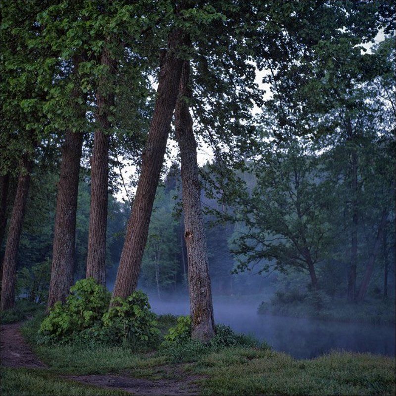 Утренняя слайдовая картинка с видом на липы в восточной части середниковского прудаphoto preview