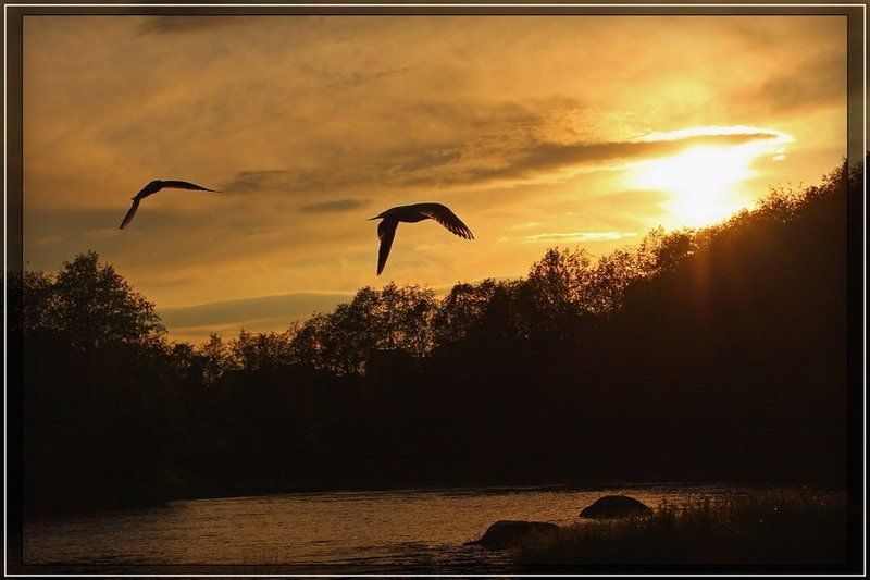 закат, солнце, птицы, силуэт Вслед за солнцемphoto preview