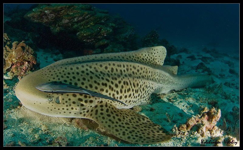 фото Бесплатный проездphoto preview