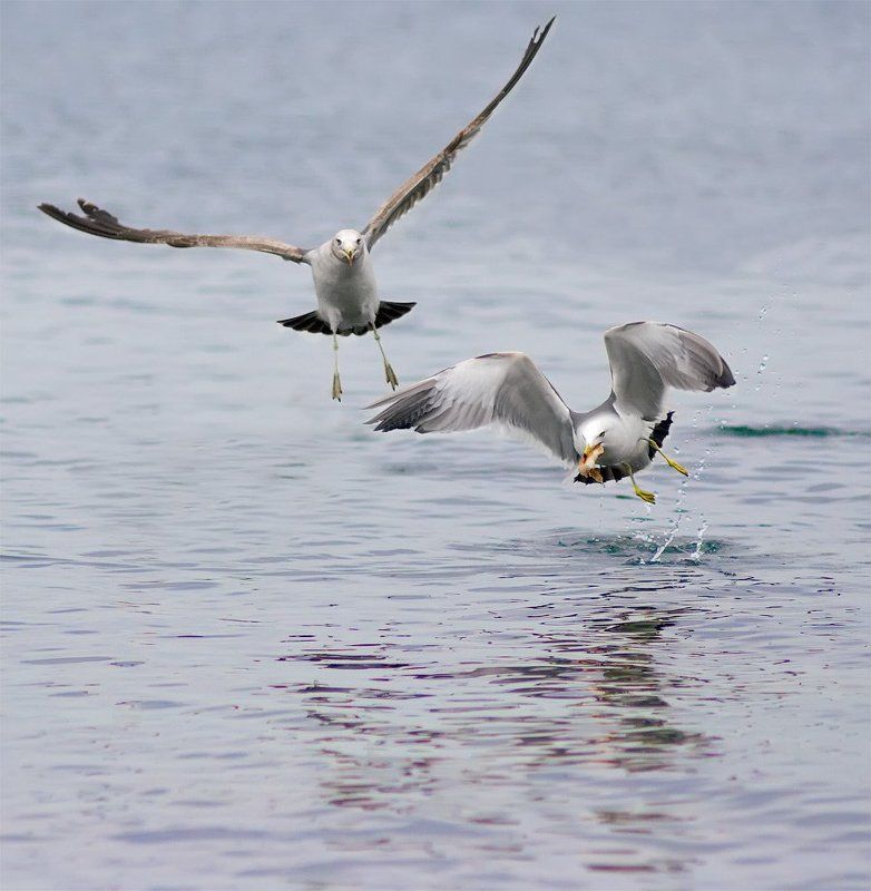 ЭТО МОЯ БУЛОЧКА!photo preview