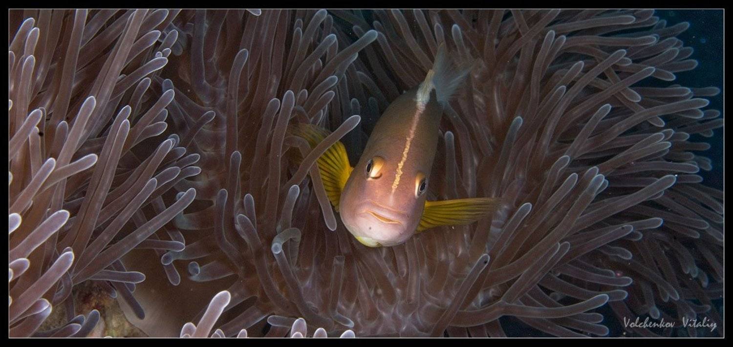 а вот и я. Автор: Vital фото, Vital