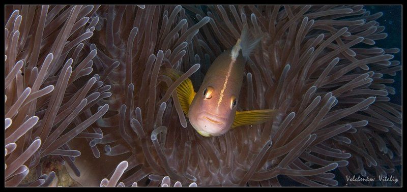 фото а вот и яphoto preview