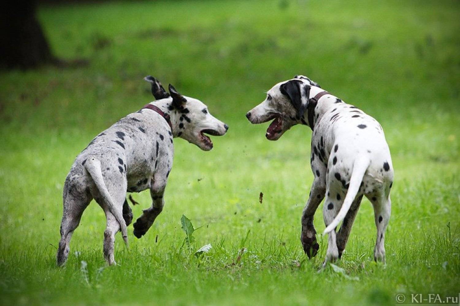 Беседа в пути. Автор: KI-FA.ru , KI-FA.ru