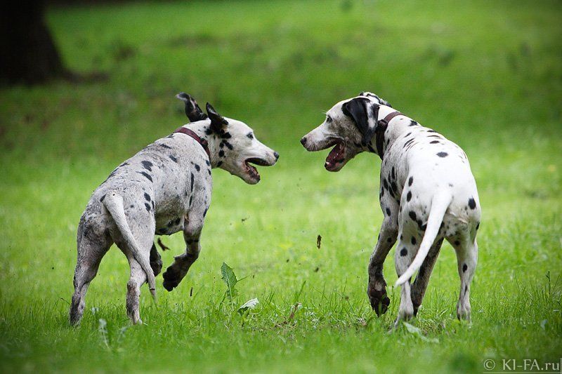 Беседа в путиphoto preview