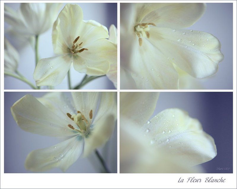 la, fleur, blanche, белые, цветы, капли, свет La Fleur Blanchephoto preview