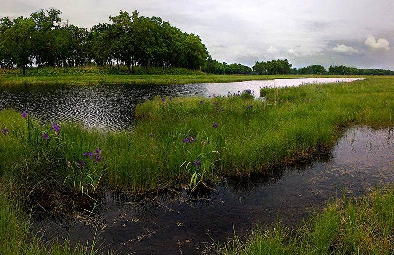 Ирисыphoto preview