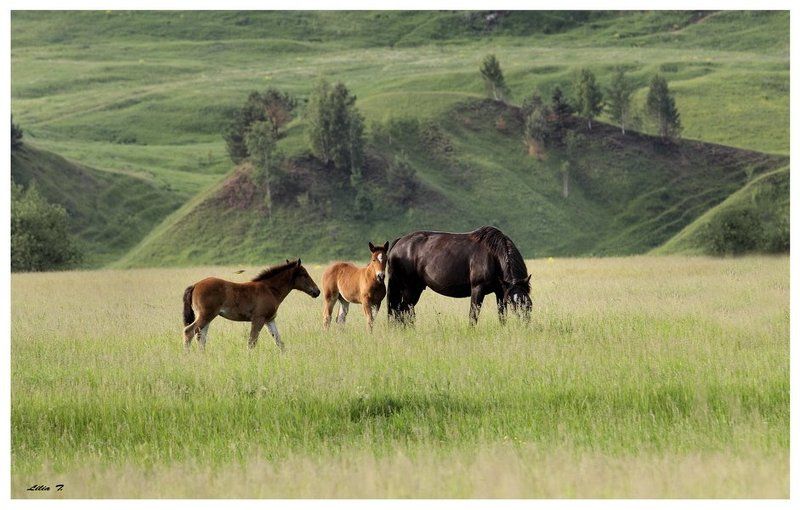 Про жеребенкаphoto preview