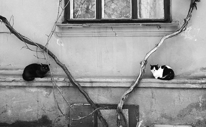 симметрия свиданияphoto preview