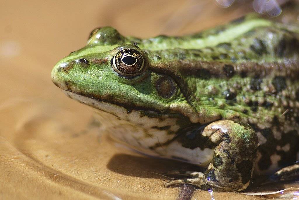 , Владислав.