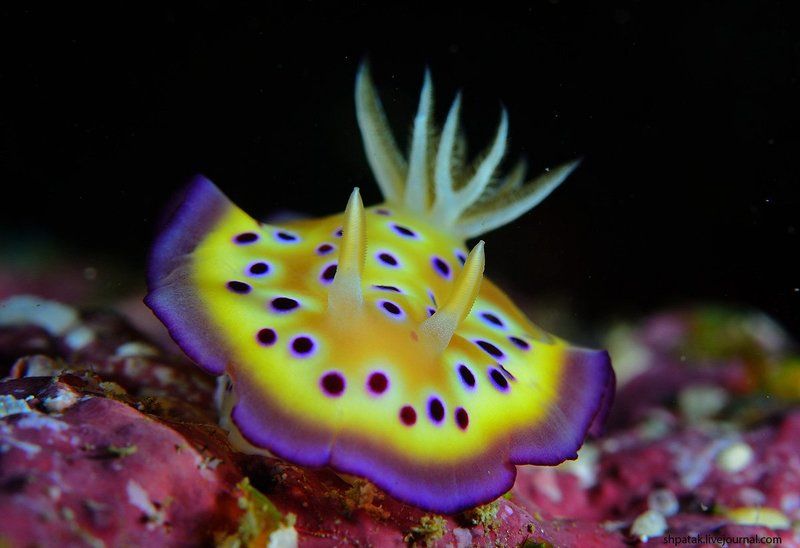 Raja Ampat. Macrophoto preview