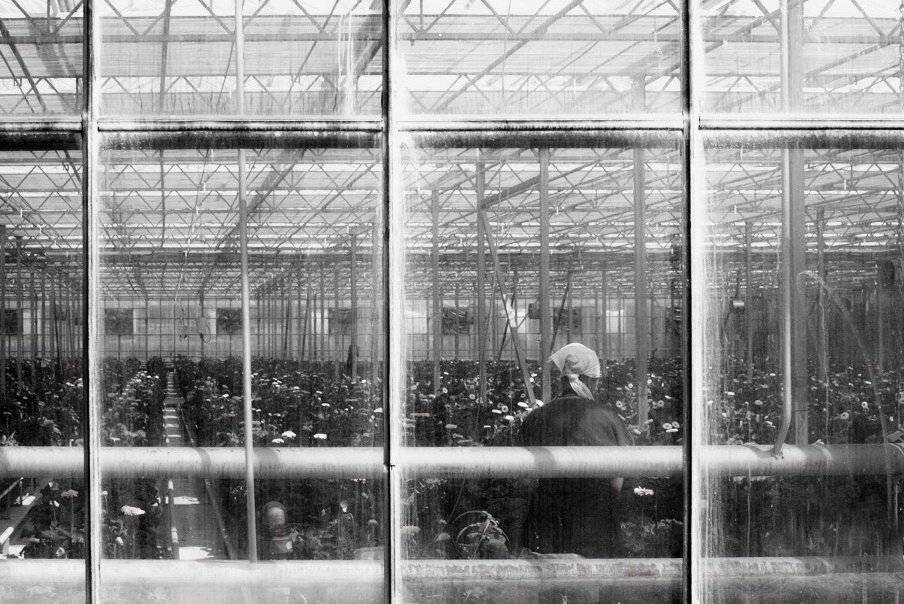 ***. Автор: Мира Голубь , Мира Голубь