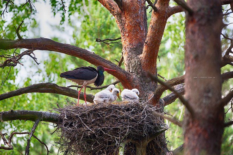 Полесье, Черный аист Украина Черный аистphoto preview