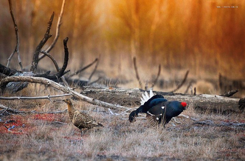 Весенние тетеревиные зориphoto preview