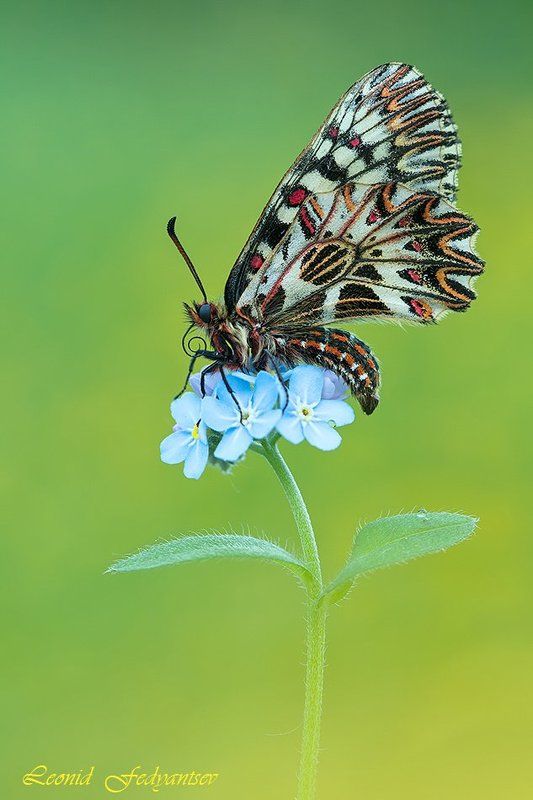 Butterfly, The Southern Festoon, Zerynthia polyxena, Бабочка, Зеринтия Поликсена, Незабудки, Поликсена, Цветок Весенняя темаphoto preview